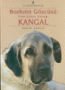 Kangal Bozkırın Gözcüsü Türk Çoban Köpeği